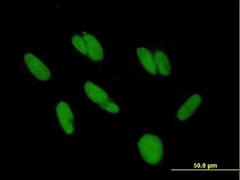 ZBTB48 purified MaxPab mouse polyclonal antibody (B01P)