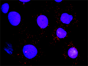 HCK monoclonal antibody (M02), clone 2A6
