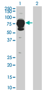 HAL monoclonal antibody (M04), clone 4F2