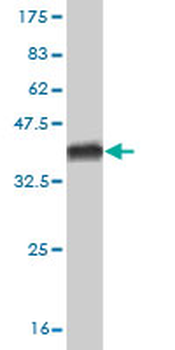 HAL monoclonal antibody (M04), clone 4F2