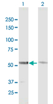 GTF2E1 MaxPab mouse polyclonal antibody (B01)