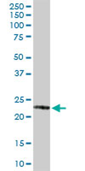 GSTP1 purified MaxPab rabbit polyclonal antibody (D01P)