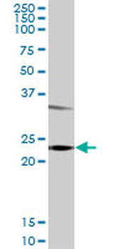 GSTP1 purified MaxPab rabbit polyclonal antibody (D01P)
