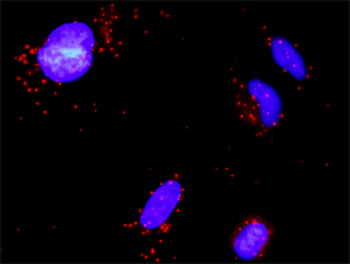 GSTP1 purified MaxPab rabbit polyclonal antibody (D01P)