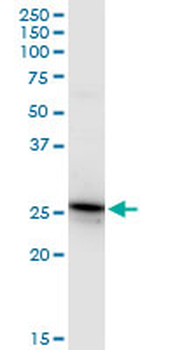 GSTA4 purified MaxPab rabbit polyclonal antibody (D01P)