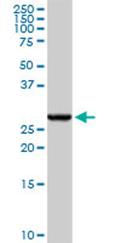 GSTA4 purified MaxPab rabbit polyclonal antibody (D01P)