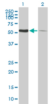 PDIA3 purified MaxPab mouse polyclonal antibody (B01P)