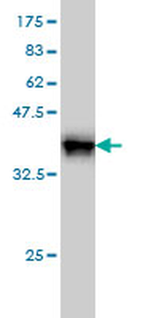 RAPGEF1 monoclonal antibody (M01), clone 3D10