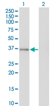 GPS2 monoclonal antibody (M01), clone 3C4