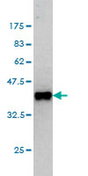 GPS2 monoclonal antibody (M01), clone 3C4