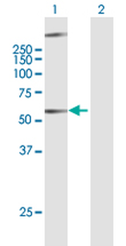 GPR34 purified MaxPab mouse polyclonal antibody (B01P)