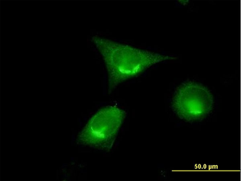 GOLGA2 purified MaxPab mouse polyclonal antibody (B01P)