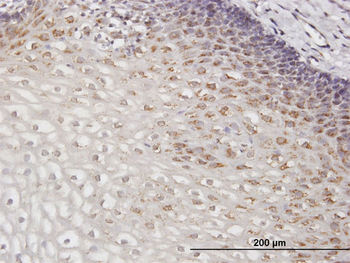 GOLGA2 purified MaxPab mouse polyclonal antibody (B01P)