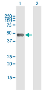 GOLGA2 purified MaxPab mouse polyclonal antibody (B01P)