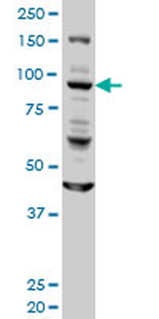 GOLGA1 monoclonal antibody (M01), clone 6G3