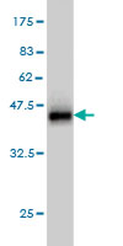GOLGA1 monoclonal antibody (M01), clone 6G3
