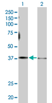 GNAS purified MaxPab rabbit polyclonal antibody (D01P)