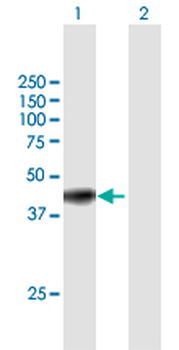 GNAI3 purified MaxPab mouse polyclonal antibody (B01P)