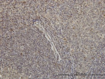 GNAI1 monoclonal antibody (M01), clone 2B8-2A5