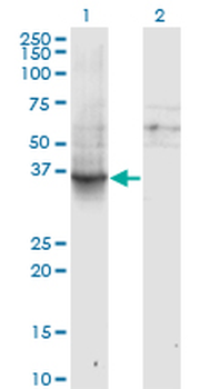 GNAI1 monoclonal antibody (M01), clone 2B8-2A5