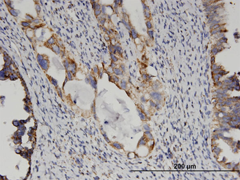 GLUD2 monoclonal antibody (M01), clone 3C2