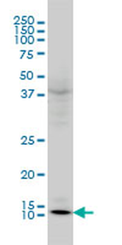 GLRX monoclonal antibody (M02), clone 3C11