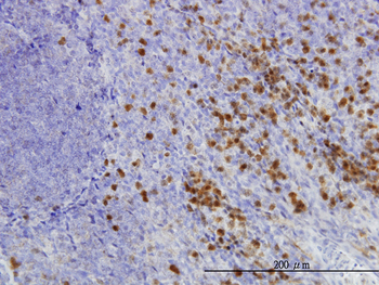 GLRX monoclonal antibody (M02), clone 3C11