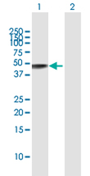 GLA MaxPab rabbit polyclonal antibody (D01)