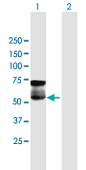 GGT1 purified MaxPab mouse polyclonal antibody (B01P)