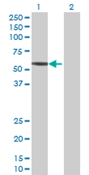 GCK MaxPab mouse polyclonal antibody (B01)