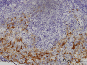 GCH1 monoclonal antibody (M01), clone 4A12
