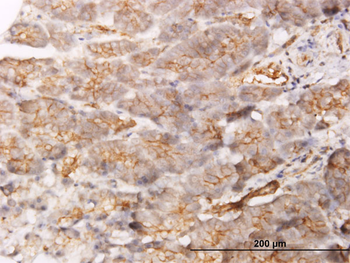 GBP1 monoclonal antibody (M01), clone 4D10