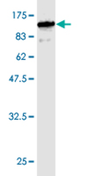 GBP1 monoclonal antibody (M01), clone 4D10