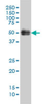 GATA2 monoclonal antibody (M01), clone 2D11