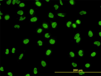 GATA2 monoclonal antibody (M01), clone 2D11