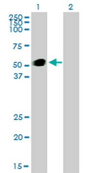 GATA2 monoclonal antibody (M01), clone 2D11