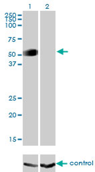 GATA2 monoclonal antibody (M01), clone 2D11