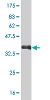 GATA2 monoclonal antibody (M01), clone 2D11