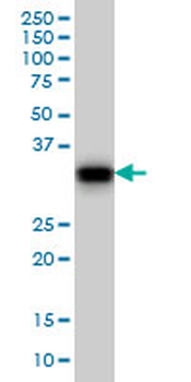 GAS2 monoclonal antibody (M01), clone 4E11