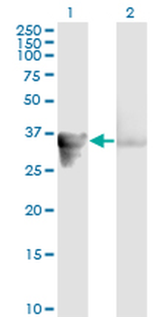 GAS2 monoclonal antibody (M01), clone 4E11