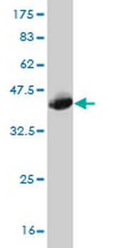 GAS2 monoclonal antibody (M01), clone 4E11