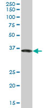 GAPDH monoclonal antibody (M03), clone 1G5