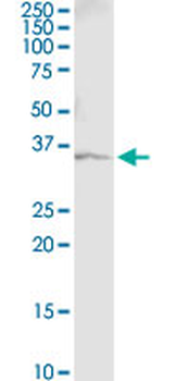 GAPDH monoclonal antibody (M03), clone 1G5