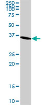 GAPDH monoclonal antibody (M01A), clone 3C2