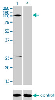 GABBR1 monoclonal antibody (M01), clone 2D7