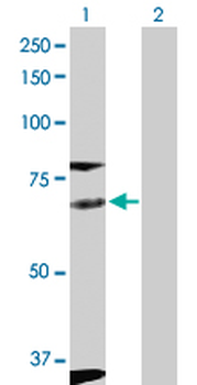 FYN purified MaxPab rabbit polyclonal antibody (D01P)