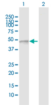 FUCA2 purified MaxPab rabbit polyclonal antibody (D01P)