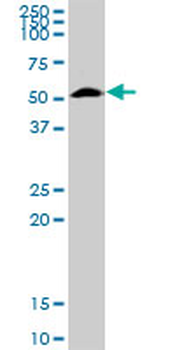 FUCA1 MaxPab rabbit polyclonal antibody (D01)