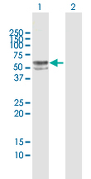 FUCA1 MaxPab rabbit polyclonal antibody (D01)