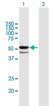 FUCA1 purified MaxPab mouse polyclonal antibody (B01P)